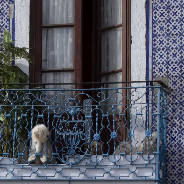 chien au balcon, belém