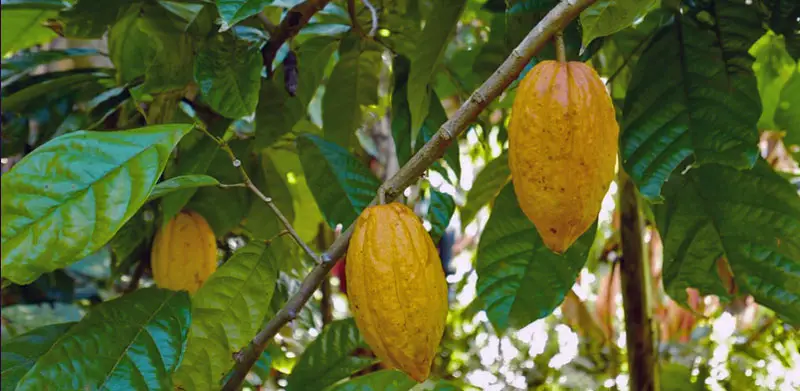 cacaoyers et cabosses de São Tomé