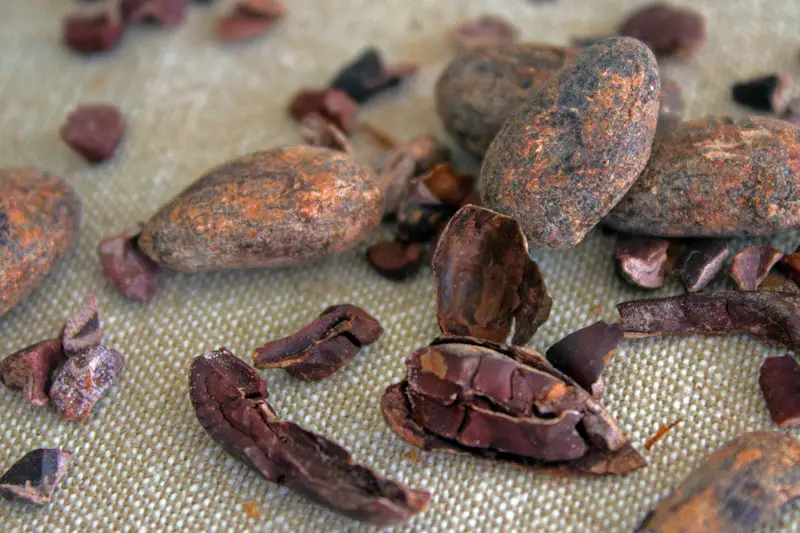 Fèves de cacao torrefiées