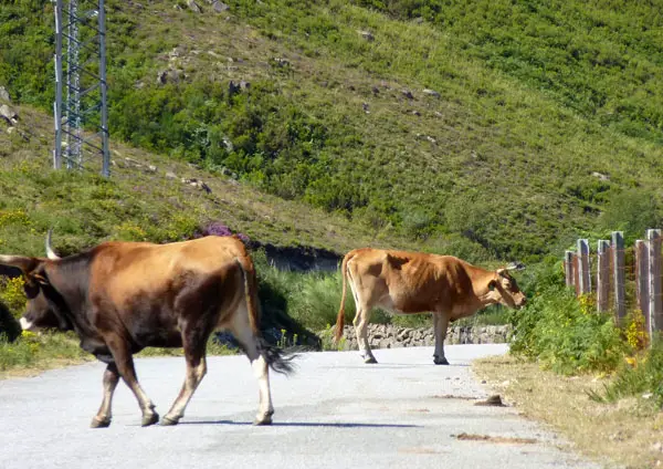 Vaches en liberté sur la route