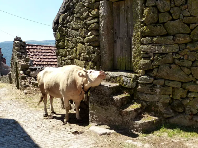 Une vache du village